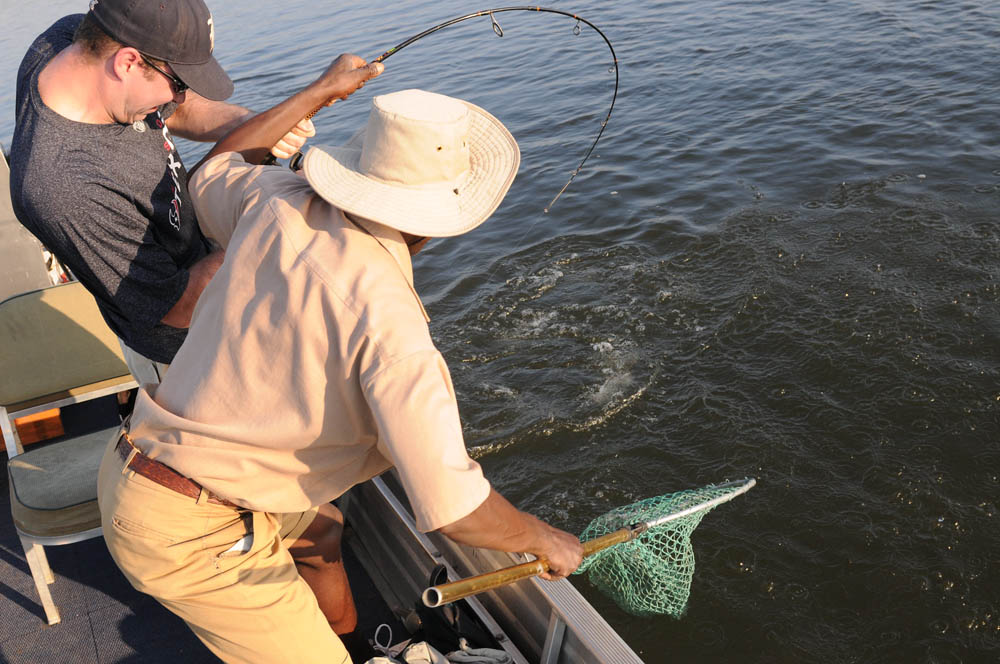 tiger fish bite