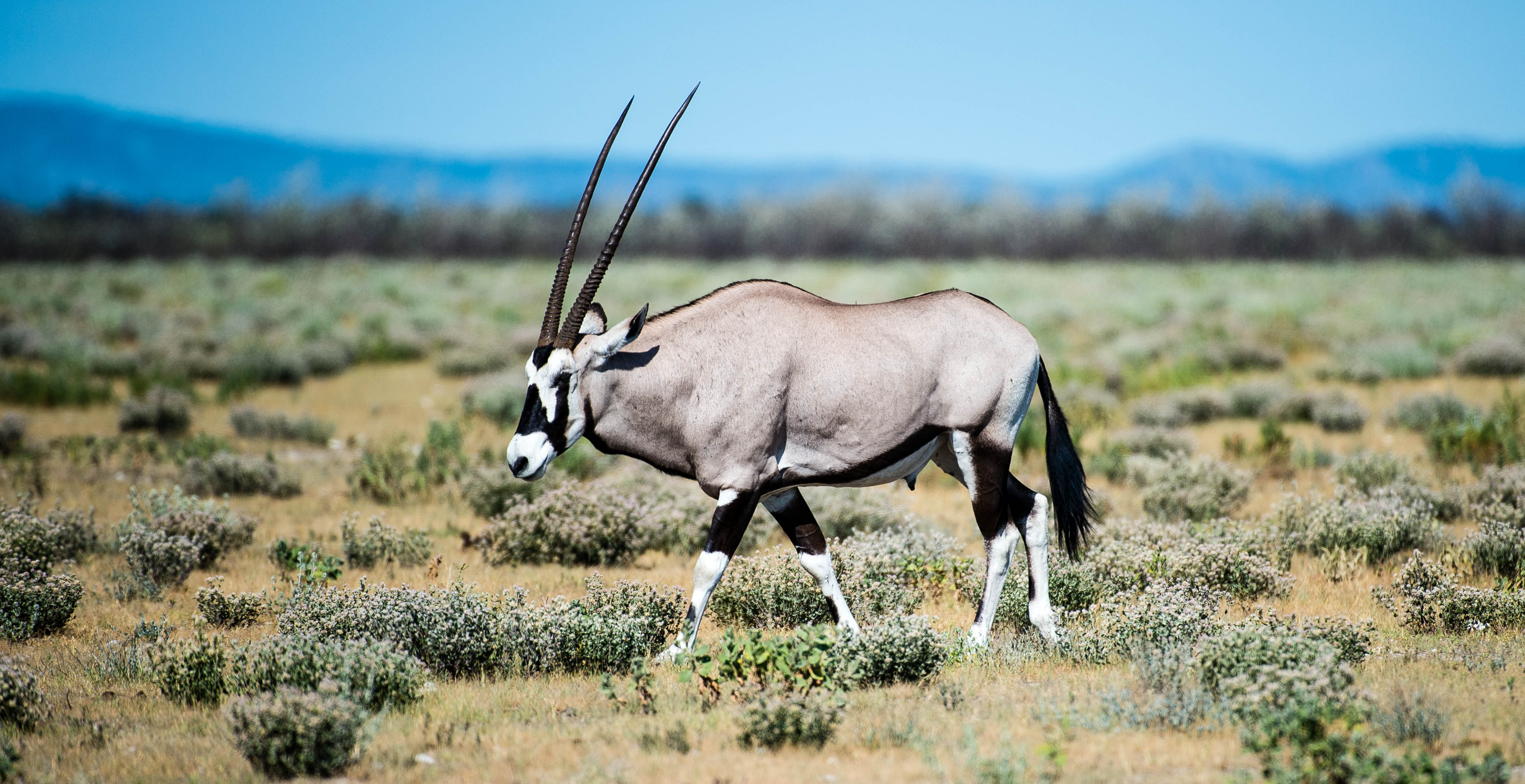 Namibia – Fish Eagle Safaris