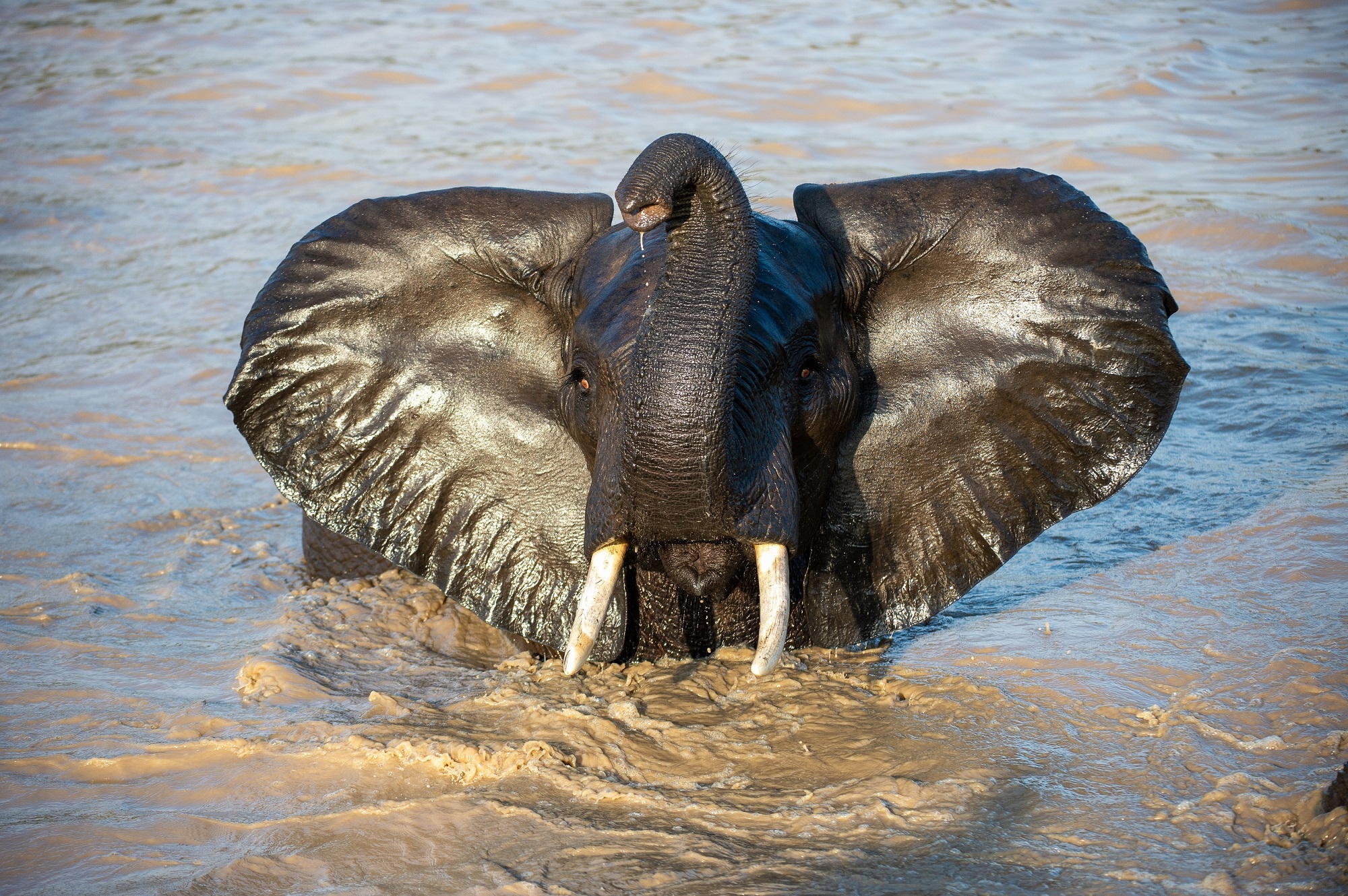 fish eagle safaris