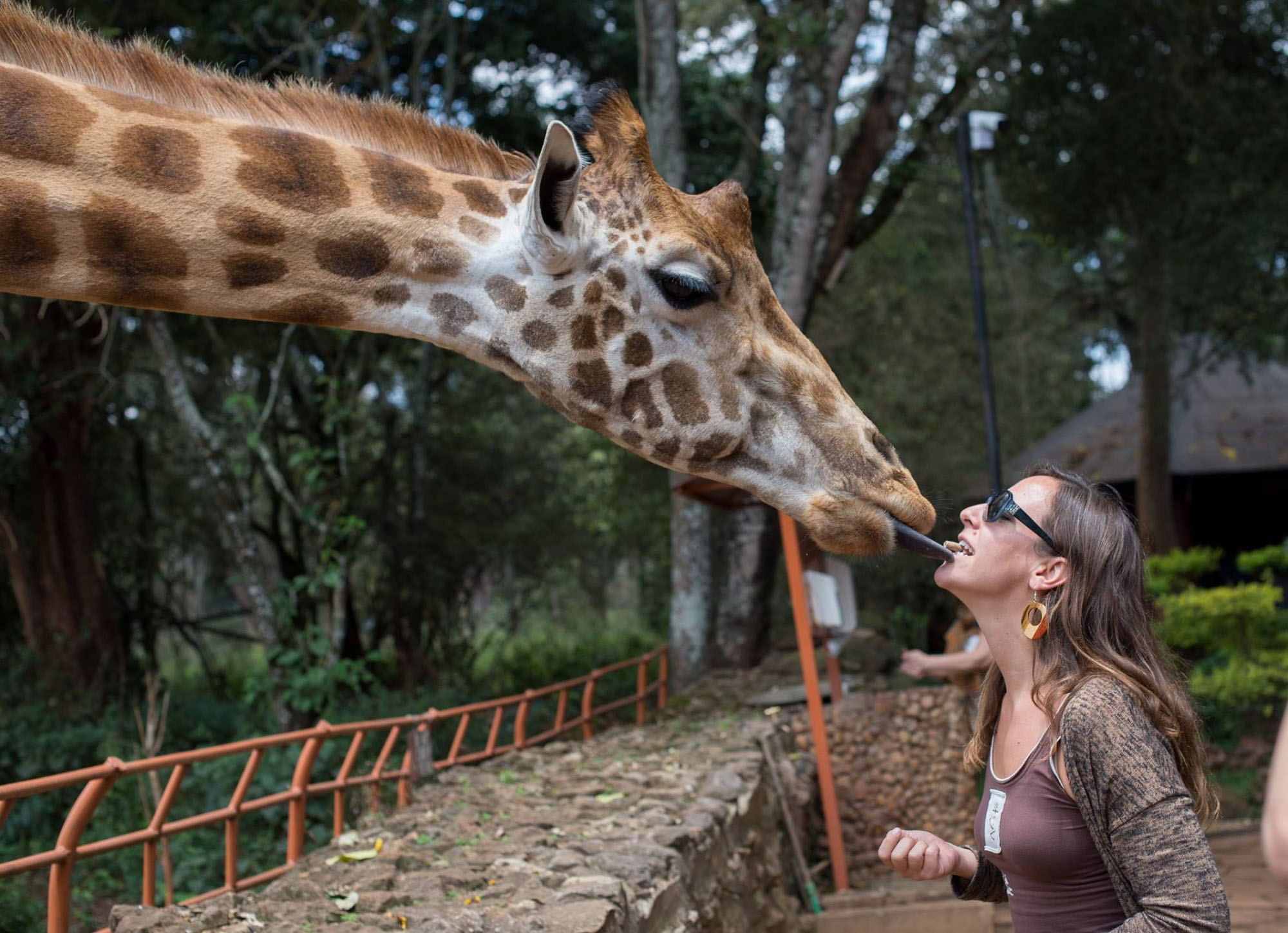 british tv wild at heart south africa cameraman giraffe