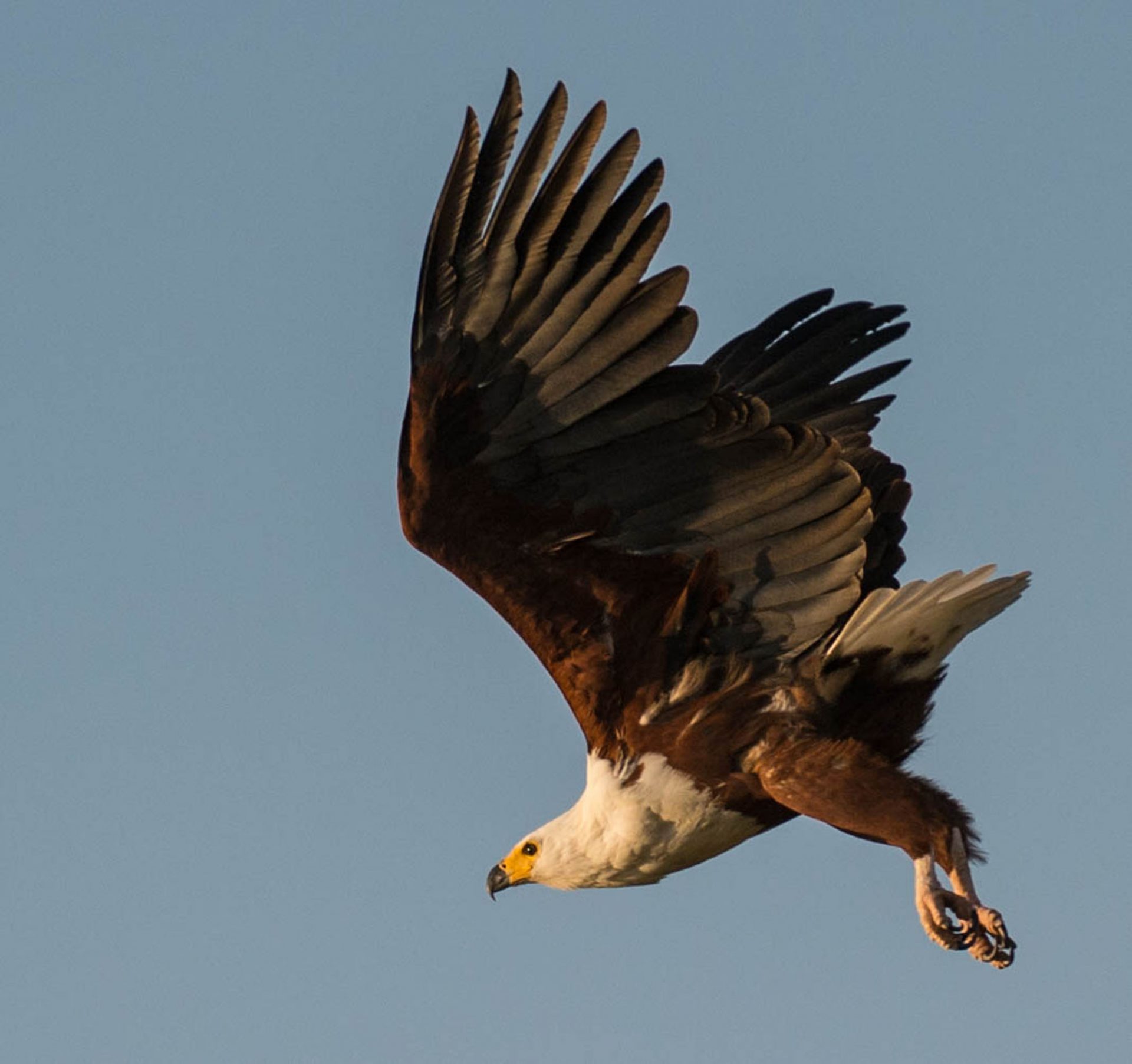 Beautiful Birds of Africa Part 1 – Fish Eagle Safaris