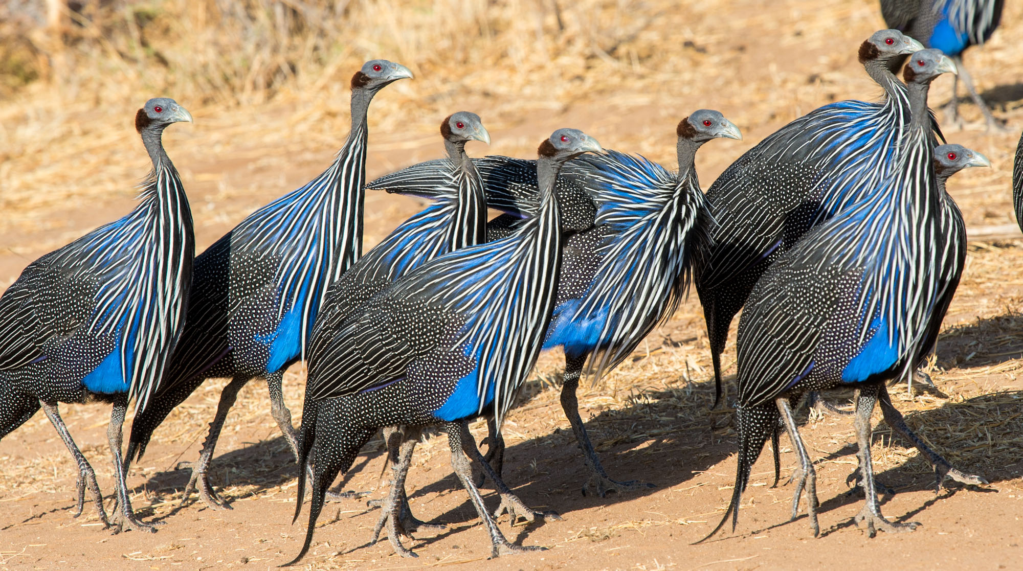 Vulturine Guineafowl - eBird