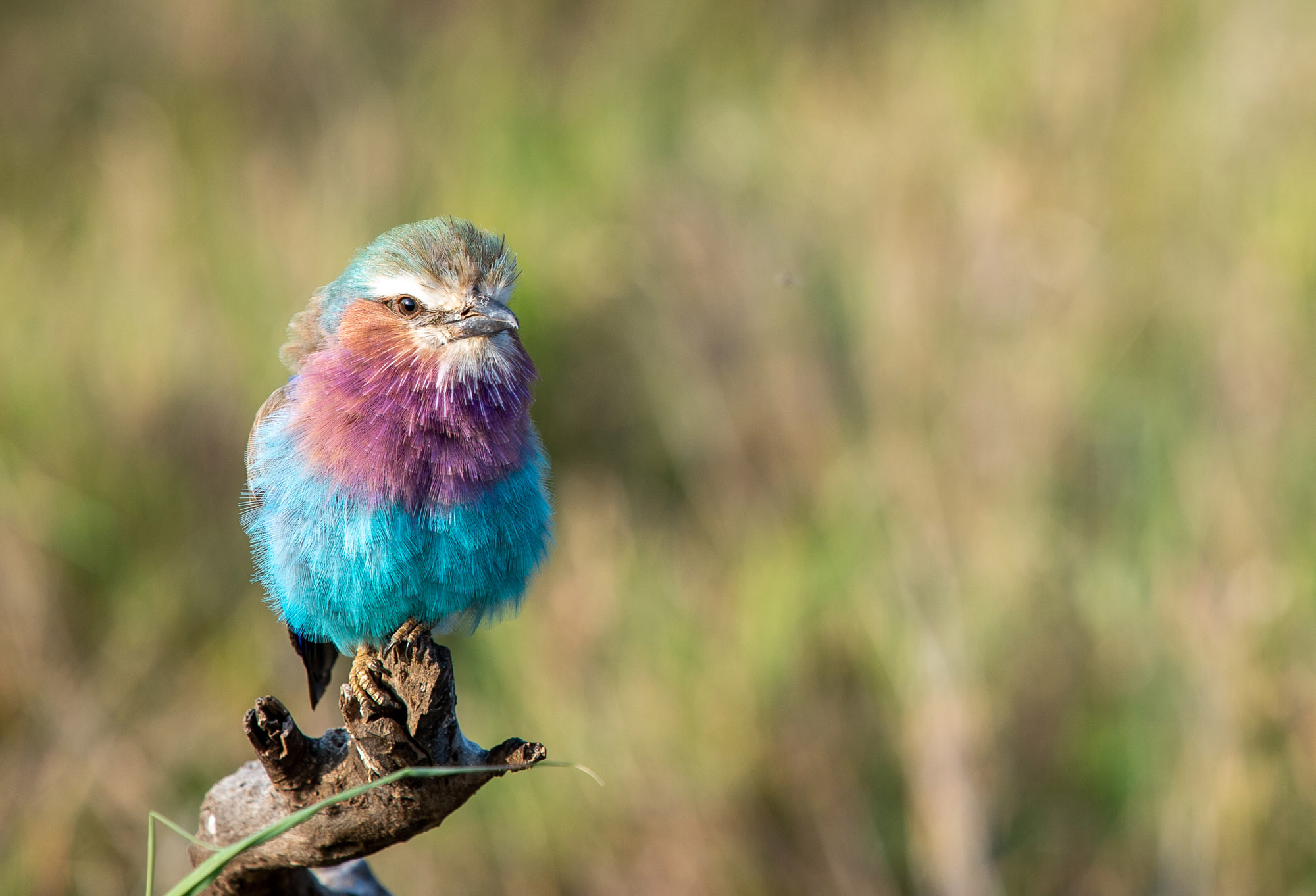 Beautiful Birds of Africa Part 3 – Fish Eagle Safaris