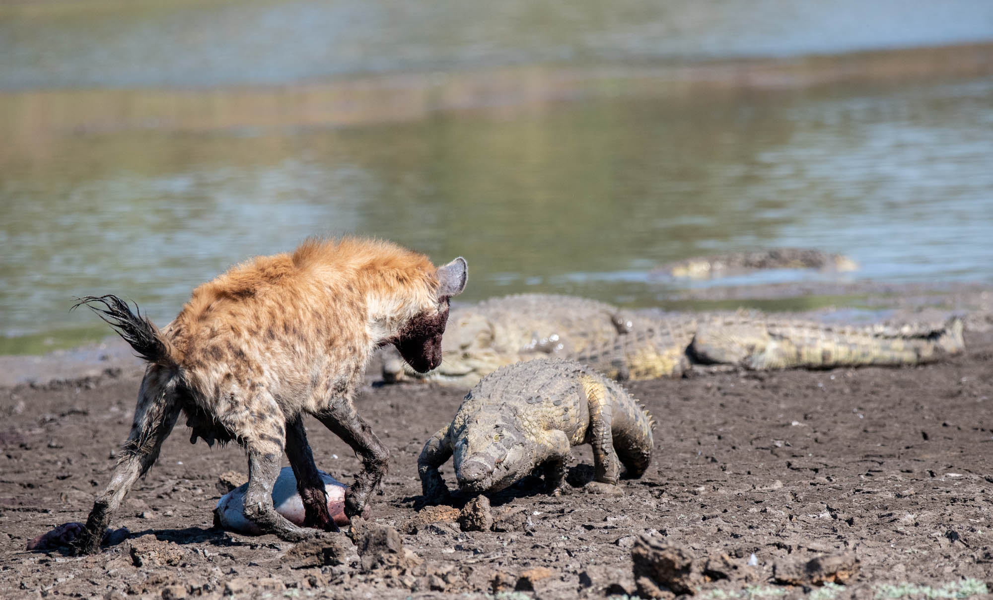 Hyena Vs Crocodile