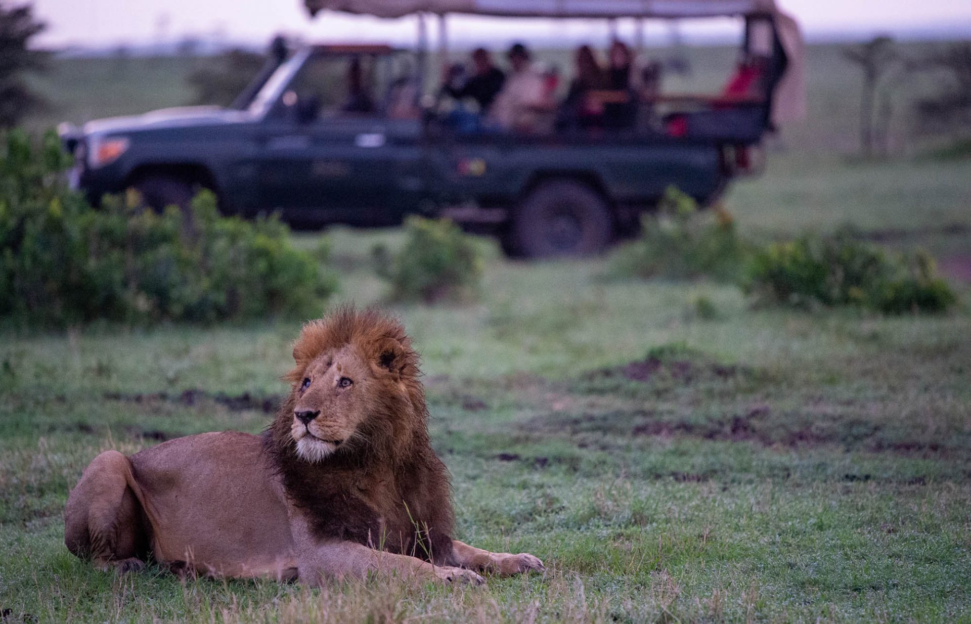 How to book a better safari