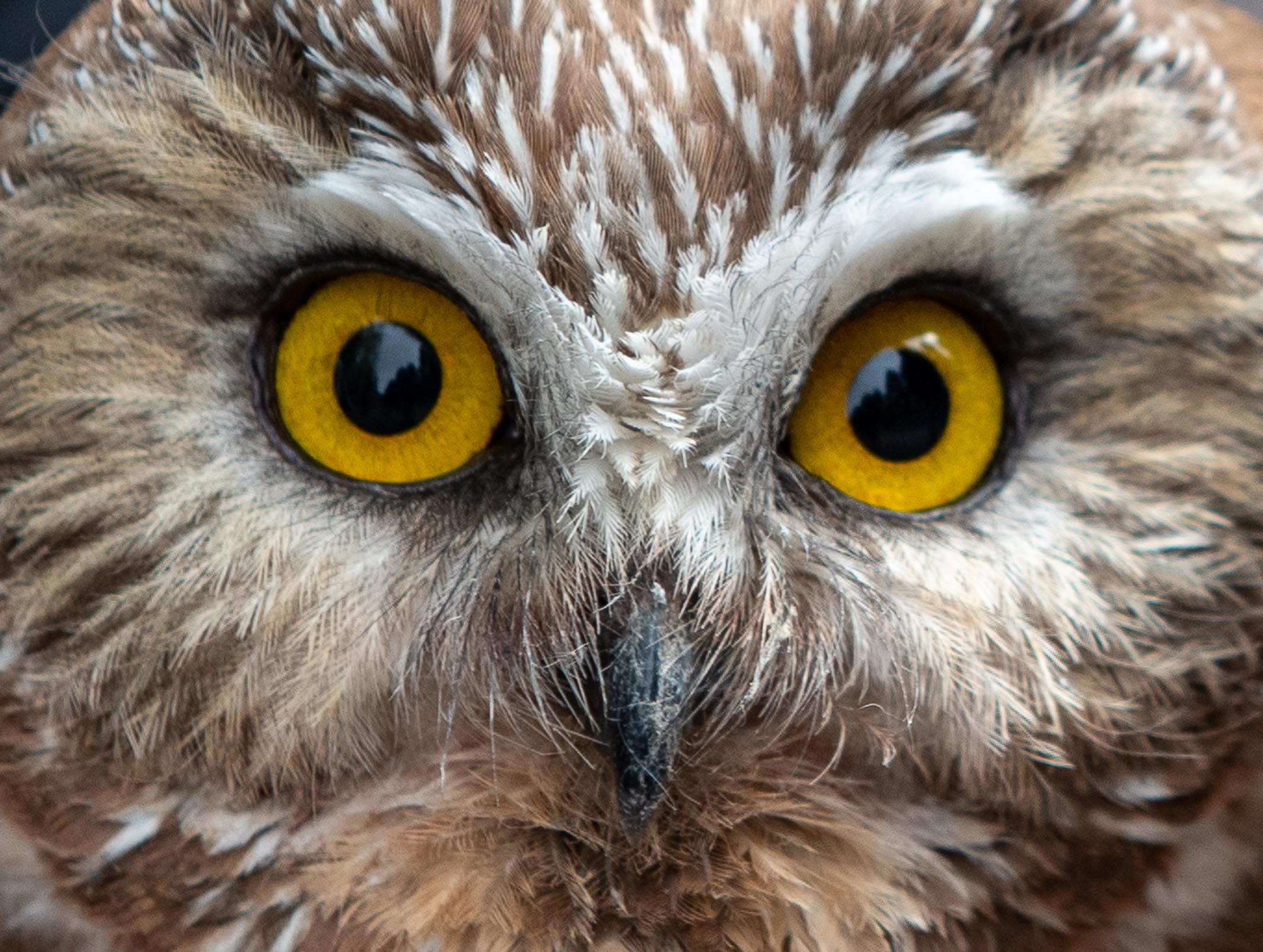 Montana Owl Workshop