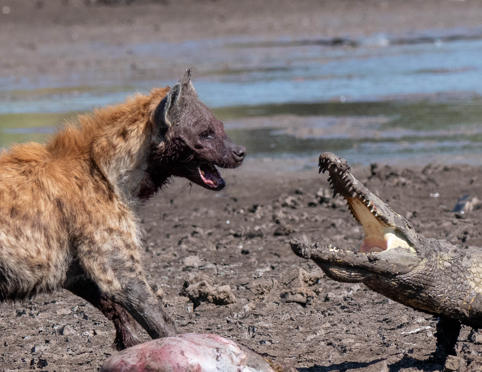 The Hyena and the Crocodile: South Luangwa, Zambia