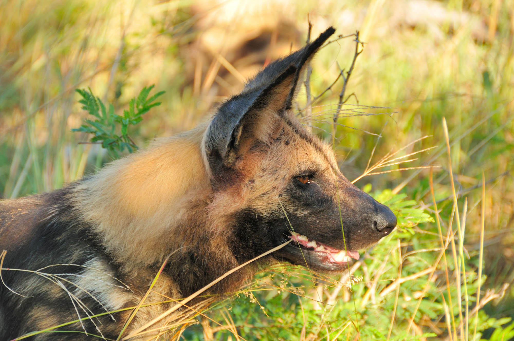 African Painted Dogs And Where To See Them