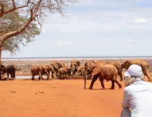 Visiting Ithumba and Galdessa in Tsavo, Kenya