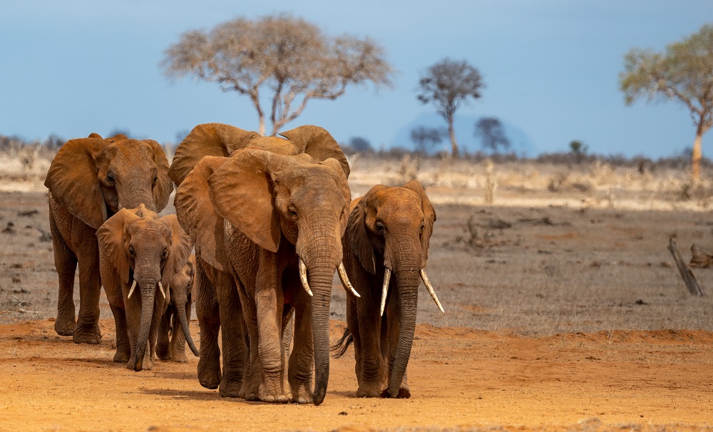 What do elephant do for fun? - Tsavo Trust