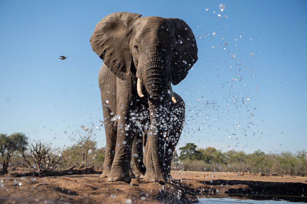 Mashatu’s Matebole Elephant Hide