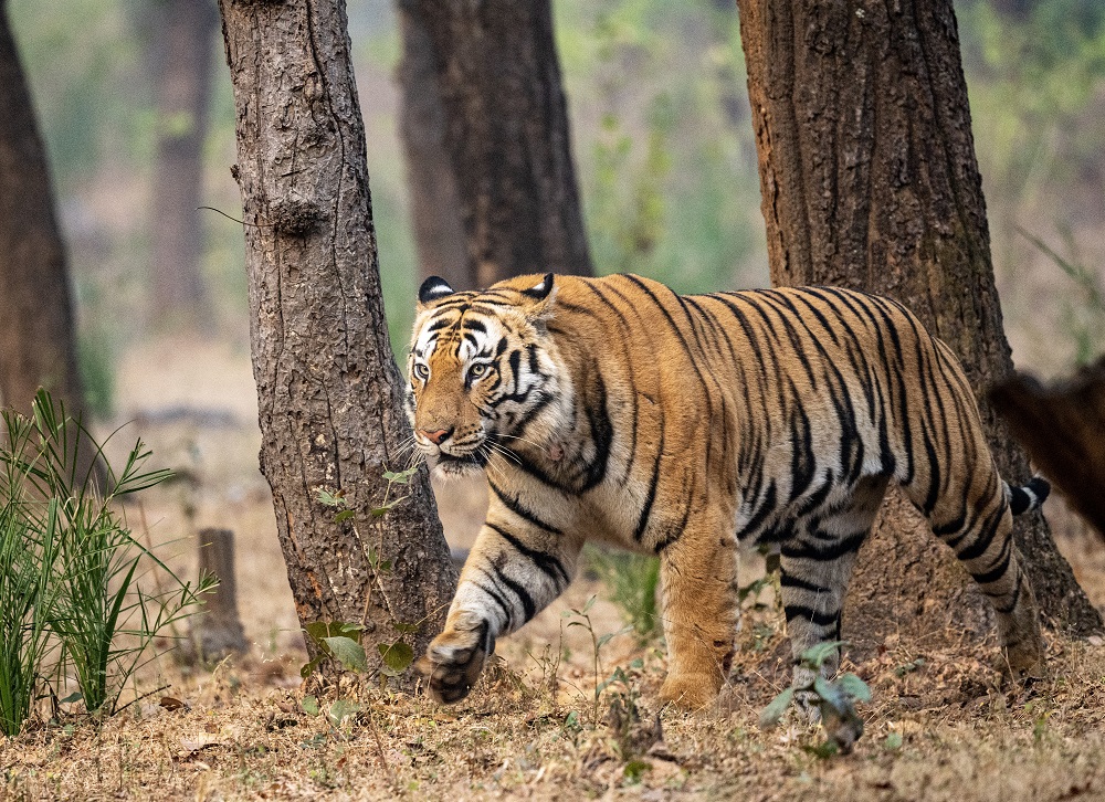 Great Indian Tiger Safari – March/April 2025
