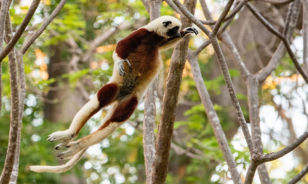 FES Madagascar Jul 24 Anjajavy lemur tea 2