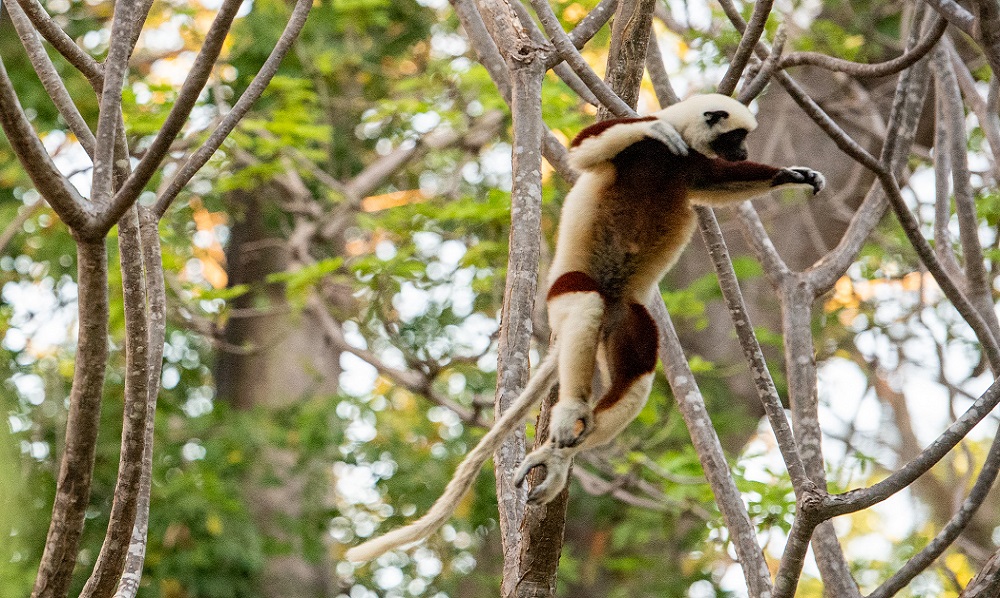 FES Madagascar Jul 24 Anjajavy lemur tea 3