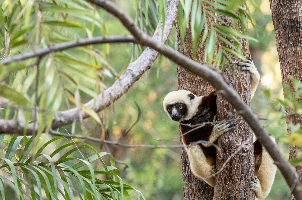 FES Madagascar Jul 24 Anjajavy lemur tea 5