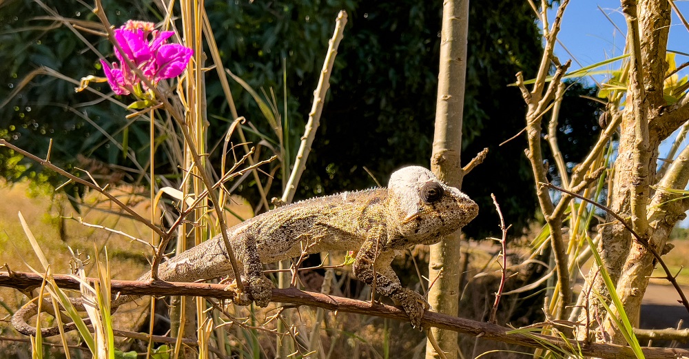 FES Madagascar 24 Montagne D’Ambre 1