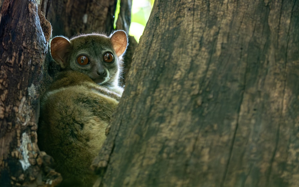 FES Madagascar 24 tarsier Ankarana