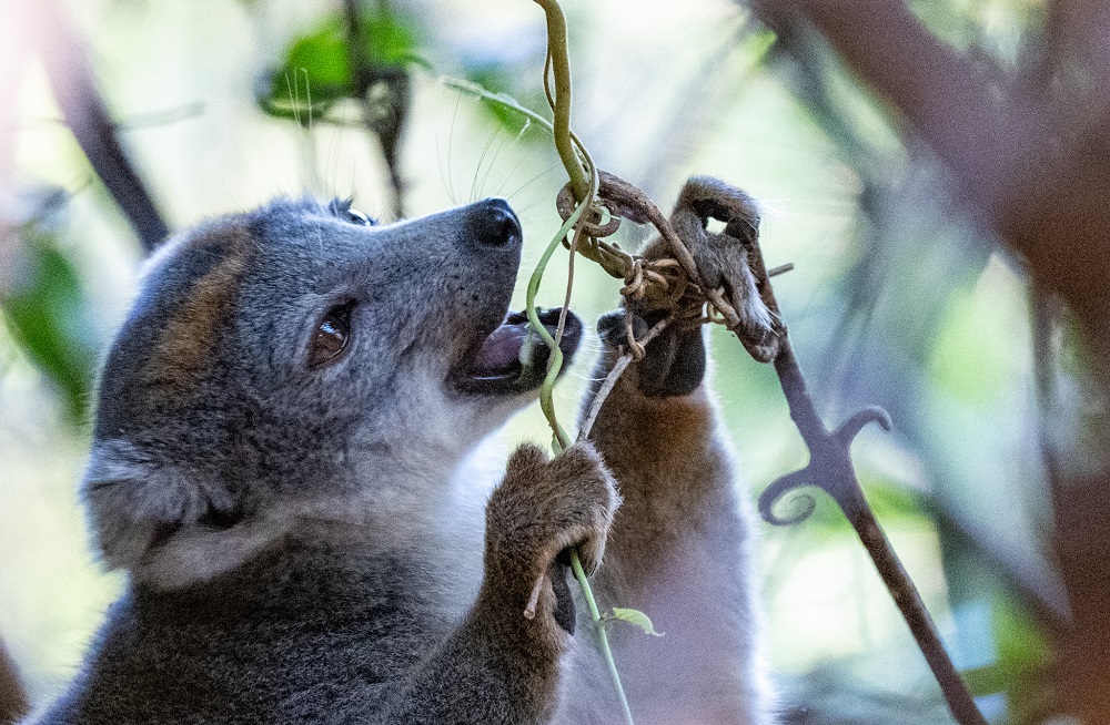 FES Madagascar 24 western grey bamboo lemur Ankarana