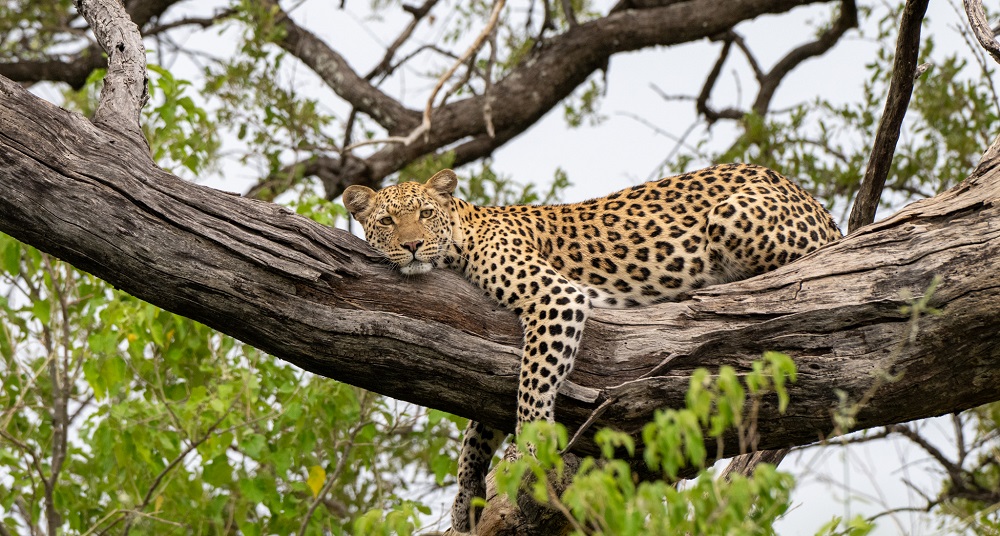 FES Jan 25 Selinda leopard 1
