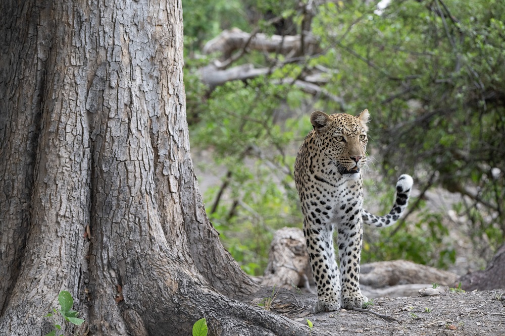 FES Jan 25 Selinda leopard 3