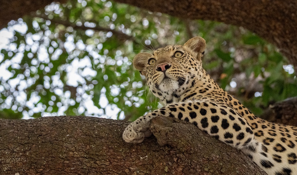 FES Jan 25 Selinda leopard 4