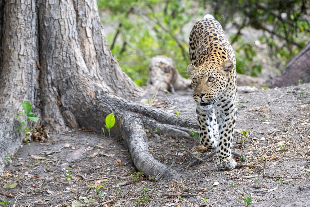 FES Jan 25 Selinda leopard 5
