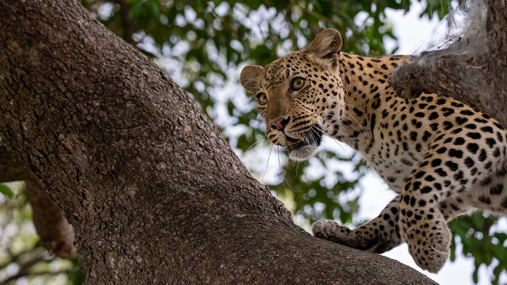 FES Jan 25 Selinda leopard 6