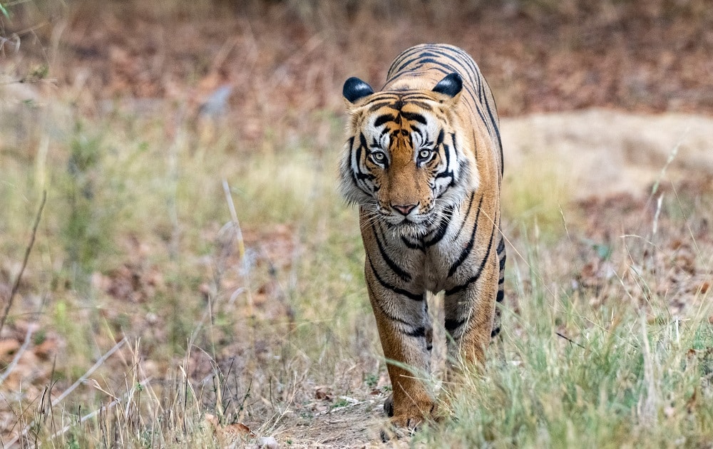 FES Apr 25 Bandhavgarh42-20