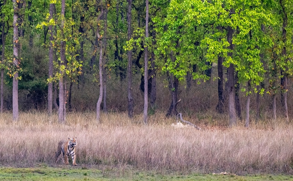 FES Apr 25 Bandhavgarh42-28
