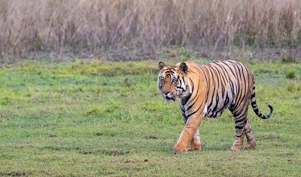 FES Apr 25 Bandhavgarh42-29