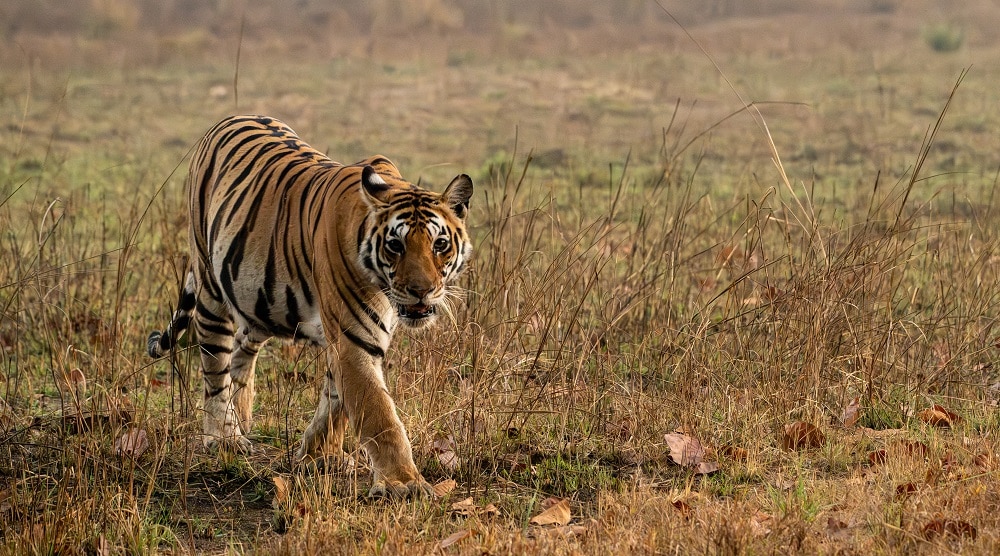 FES May 25 India Kanha tiger 1