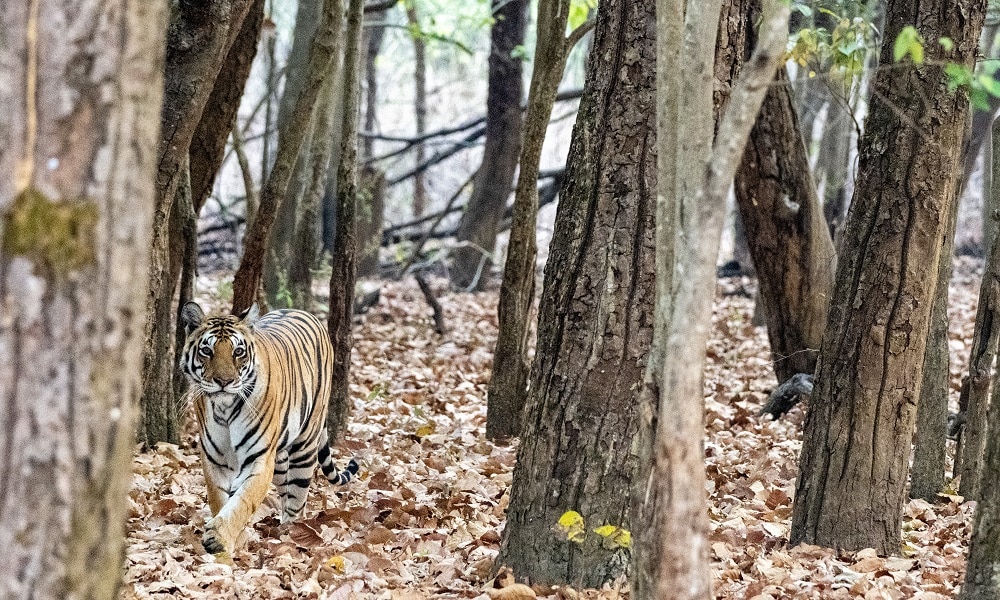 FES May 25 India Kanha tiger 2