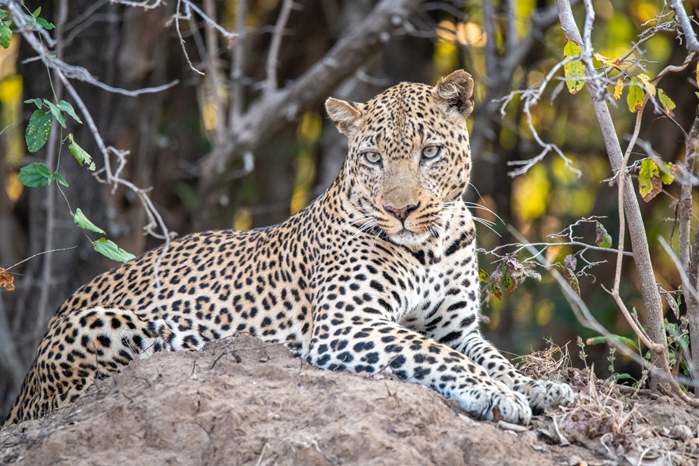 FES Feb 26 Zambia leopard 1