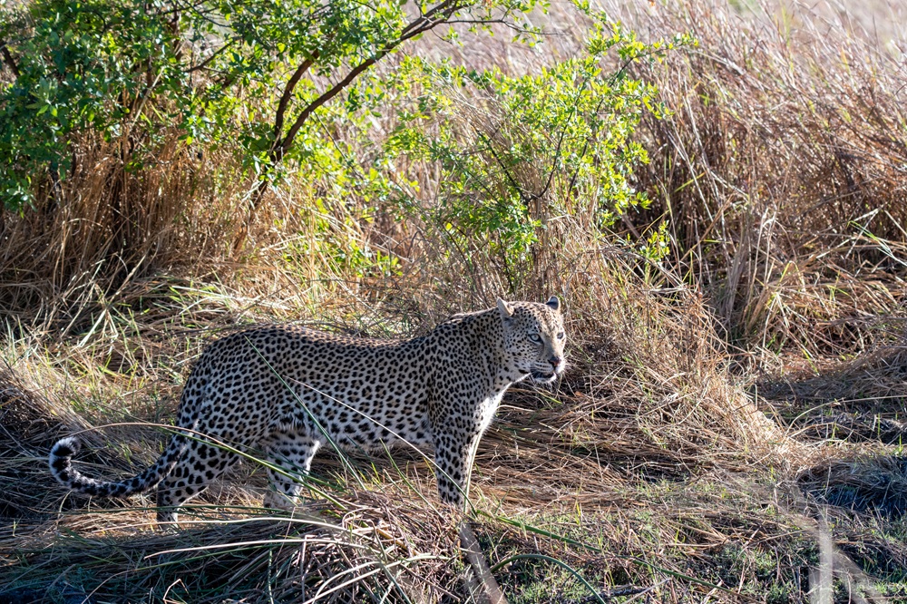 FES Feb 26 Zambia leopard 2