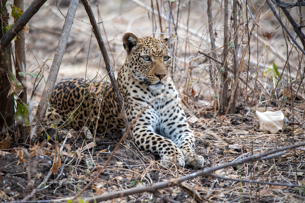FES Feb 26 Zambia leopard 3