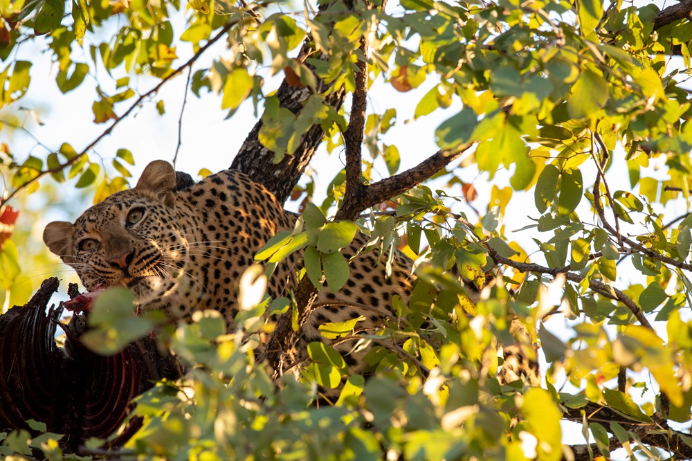 FES Feb 26 Zambia leopard 4