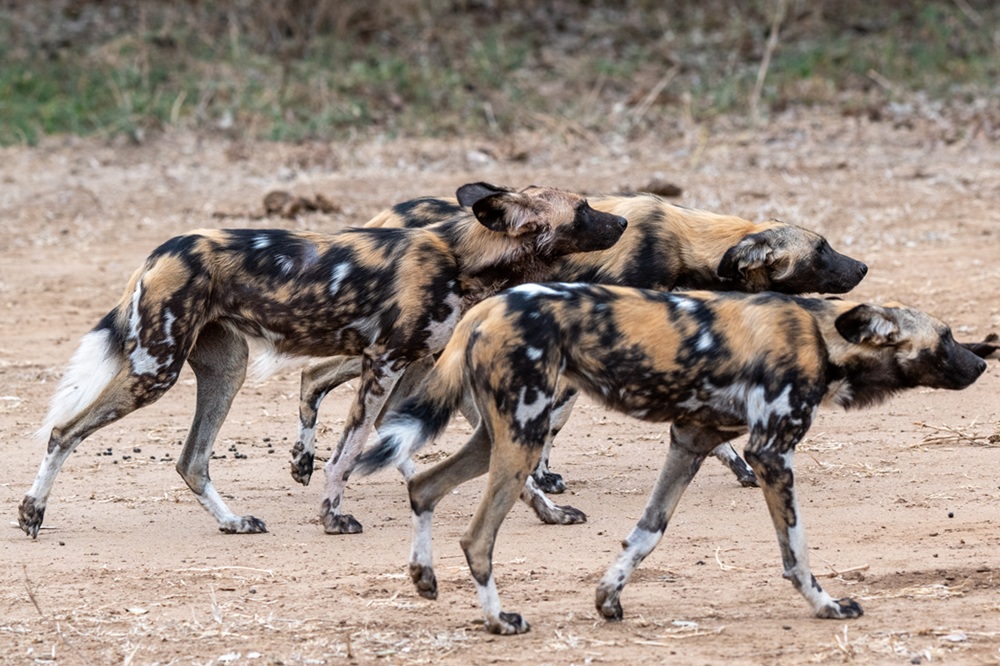 FES Feb 26 Zambia wild dog 2
