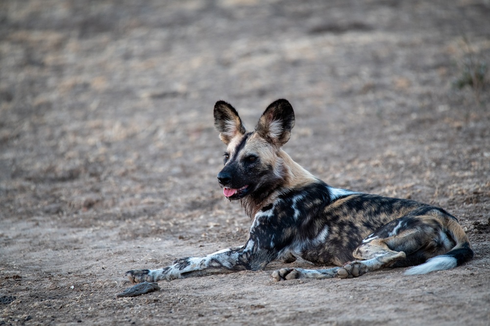 FES Feb 26 Zambia wild dog 3