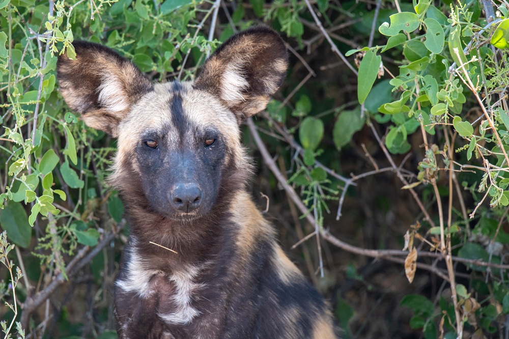 FES Feb 26 Zambia wild dog