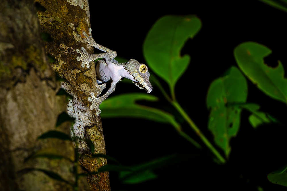 FES leaf-tailed gecko DanaAllen_Masoala_29e