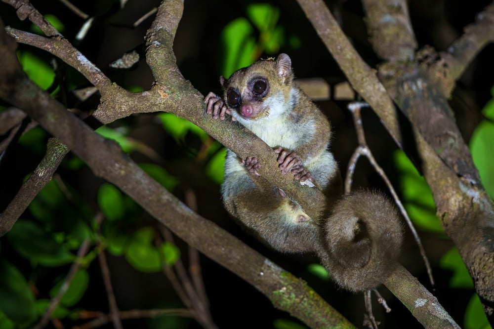 FES mouse lemur DanaAllen_Masoala_66e