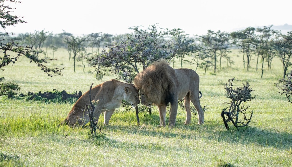 Exploring Kenya’s Masai Mara and Watamu: Part 1