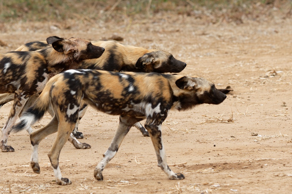 Zambia with Green Safaris