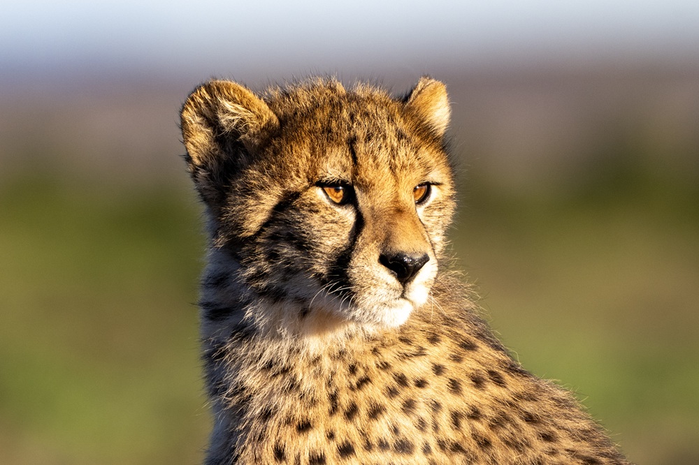 A Return to Samara Karoo
