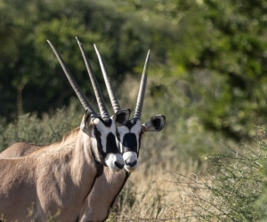 Tswalu Kalahari: the Loapi Experience