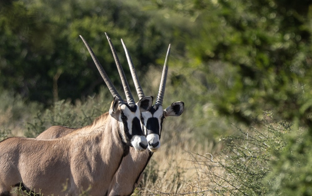 Tswalu Kalahari: the Loapi Experience