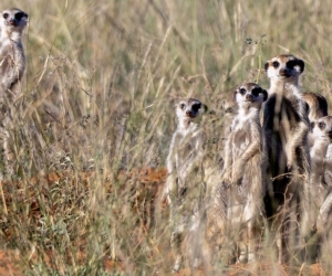 African Safari Update