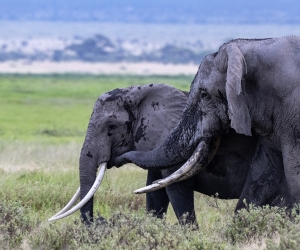 Amboseli – the Place of Elephants