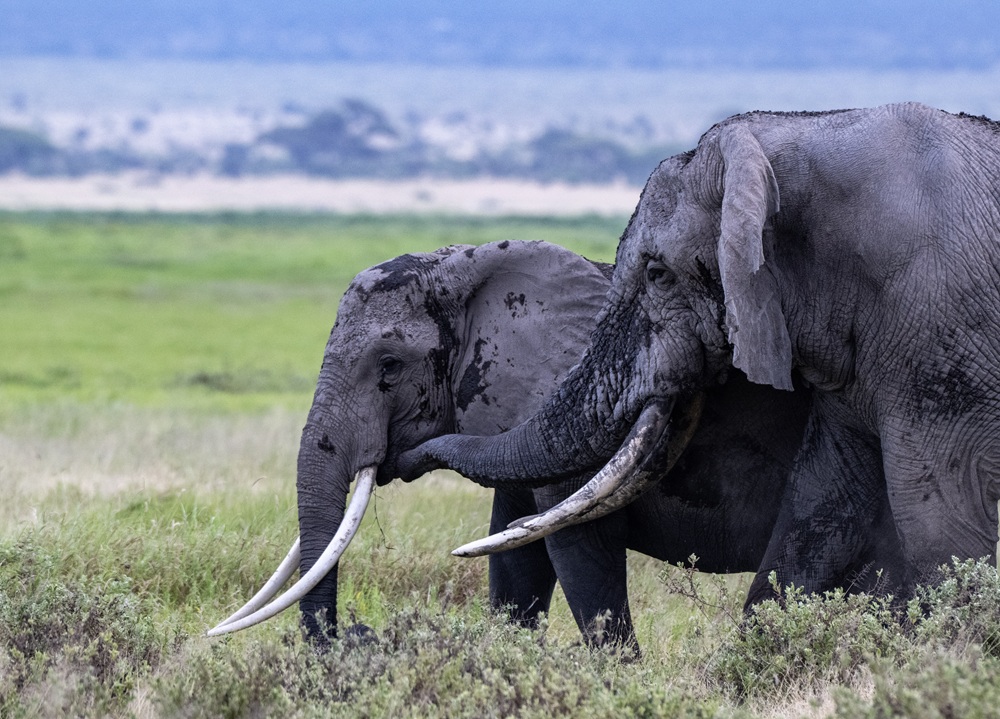 Amboseli – the Place of Elephants