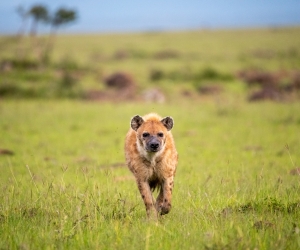 Exploring Kenya’s Masai Mara and Watamu: Part 2